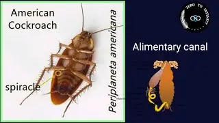 Cockroach Alimentary canal |Class 11th|NCERT|NEET