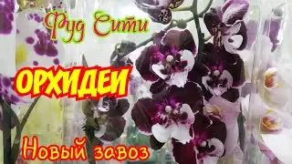 Phalaenopsis Big Lip, Wild Cat, and many interesting colors
October 3, 2019