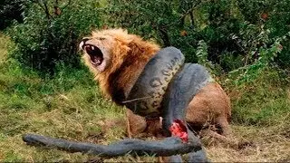 Топ 10 САМЫХ ЛУЧШИХ УБИЙСТВЕ. Топ 10 ХАЙВОНЛАР ЖАНГИ.
