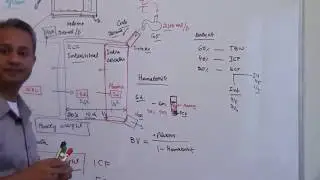 Calculation of Blood Volume