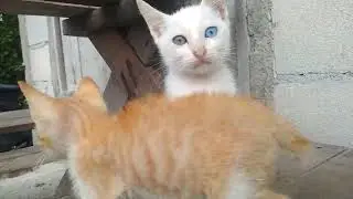 ini kucing kampung ku