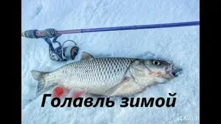 КАК ЛОВИТЬ ГОЛАВЛЯ ЗИМОЙ? НАЖИВКИ И МЕСТА ДЛЯ ЛОВЛИ ГОЛАВЛЯ ЗИМОЙ. СНАСТИ ДЛЯ ГОЛАВЛЯ ЗИМОЙ