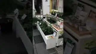 🔥Вот это ЦВЕТЫ!!!💥ЧТО ТАМ ВАШИ РОЗЫ 😂