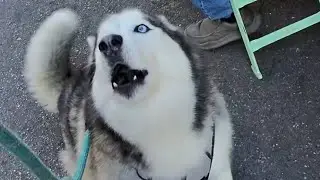 Our Husky Was the Star at LA’s Farmers Market 🌽🐶