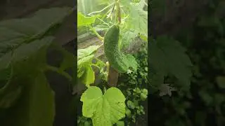 #shorts Наш первый огурчик в Сибири!