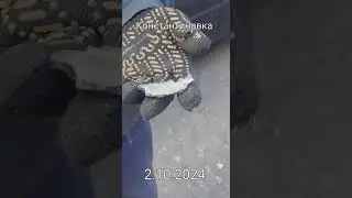 Последствия сегодняшнего утреннего обстрела Константиновки