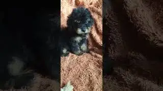Doro the 11 weeks old female Toy Poodle puppy