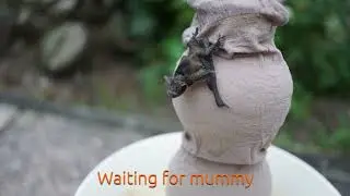 A young bat has lost its mother! Waiting for mummy!