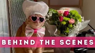 What it’s like filming with cats: Behind the scenes & bloopers!