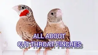 ALL ABOUT CUT THROAT FINCHES..