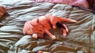 Death To HoneyPot's New Cat Toy