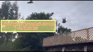 Race day review from yesterday and lots of change in the pigeon loft