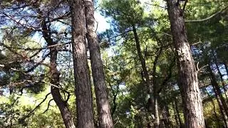 Геленджик. Толстый мыс. Сосновка.