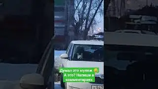 кто обитает? в автомобиле океана.