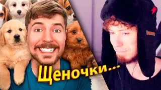 Я Спас 100 Брошенных Собак! | РЕАКЦИЯ на MrBeast!