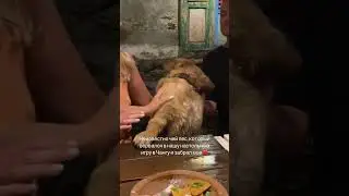 А какую собаку вы бы хотели себе?