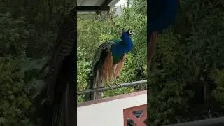 Beautiful Indian Peafowl sitting on house balcony in a monsoon rain at coorg