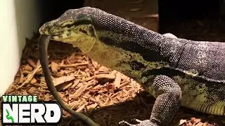 Water Monitor Eating stillborn baby python