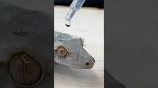 Этот ОРОЧИМАРУ в реальной жизни!