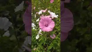 Цветочная поляна 🌸