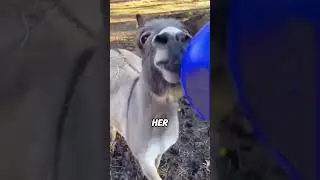 #lovely #animals #animalhumor #fyp #foryou #shortvideo #shorts #fyp