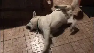 tonic-clonic generalized seizures in dogs
