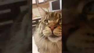 Мейн кун играет