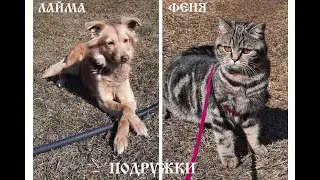 Фенечка и Лайма