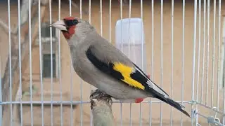 grey-headed goldfinch | Carduelis caniceps | طائر الحسون