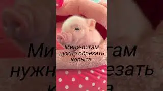 ТОП 3 факта про мини-пига