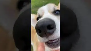 Корги😍 