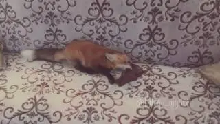 Игры домашнего лиса Диего