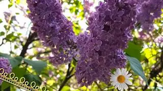 Друзьям от Ольги с Любовью.🌺🌺🌺