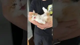 The way his leg shoots up 🥹🥹 #kitty #cutefunnycat #catlover #kitten #cutecat #cute #funnyy #love