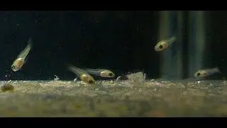 Newborn Guppy Fries & Guppy Breeding and laying eggs