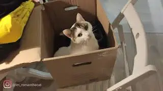 The box - cat's best friend #cutecats #catandboxes