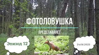 Фотоловушка представляет. Эпизод 12.