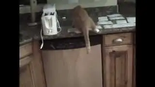 Кот испугался