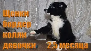 Щенки бордер колли - девочки 2,5 месяца