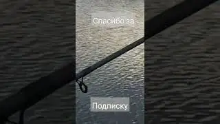 И сазан на музыку приплыл.