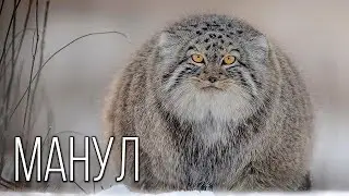 Manul: Free steppe hermit | Interesting facts about Pallasov the cat