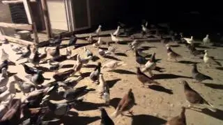 DİYARBAKIR YENİ KAPI GÜVERCİNLERİ
