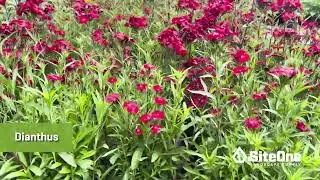 SiteOne Field Guide: Deer Resistant Flowers