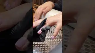Студия Грива. Комплекс: маникюр и покрытие нелак от мастера Анны