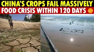 Multiple Disasters Trigger Widespread Crop Failure in China! Food Crisis May Erupt Within 120 Days