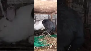 Кролики. Любовные игры.
