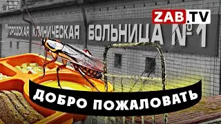 Тараканы, вонь и койка на двоих - «райские» условия в читинских больницах