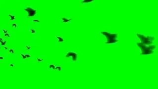 Bird Flock Flying Away - FREE Green Screen - chroma key