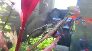 Pregnant Amano shrimp