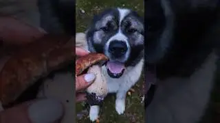 Кавказец ищет грибы 🍄 